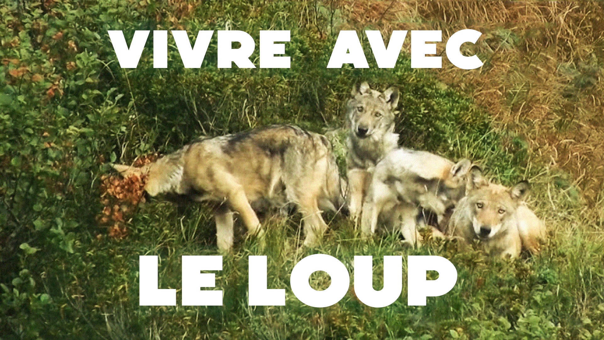 Vivre avec le loup  