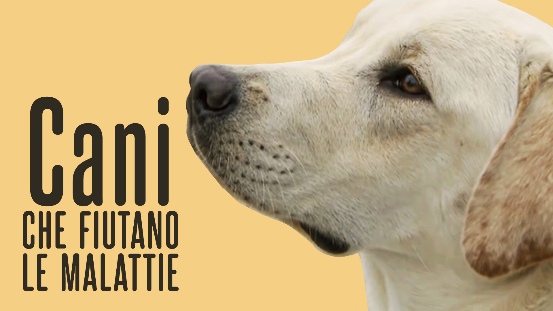 Cani che fiutano le malattie