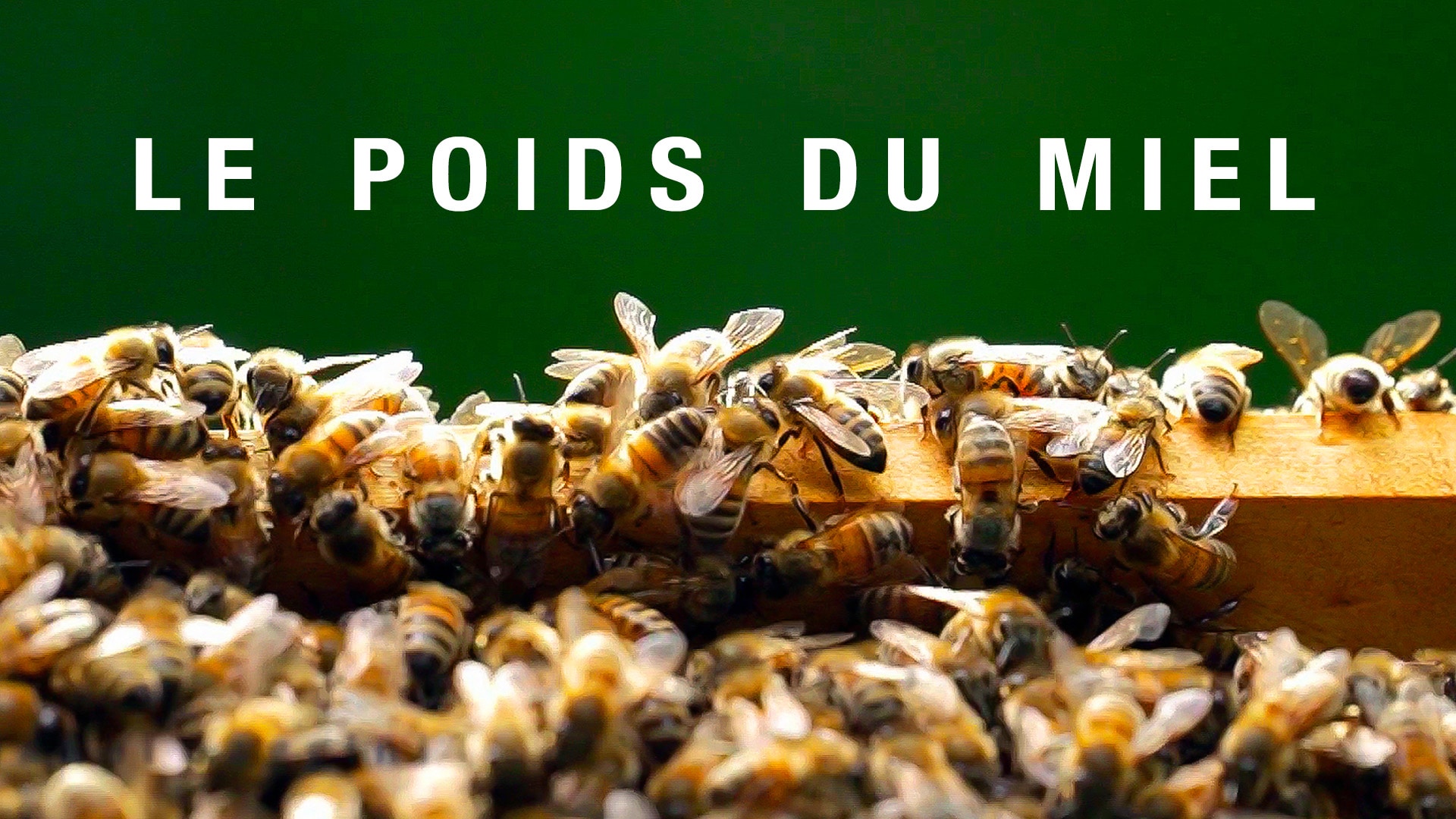 Le poids du miel