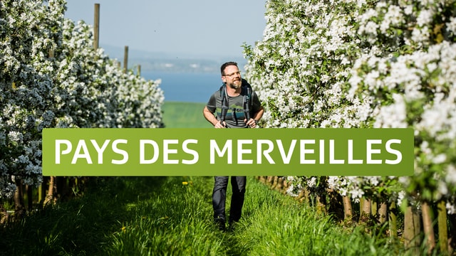 Pays des merveilles