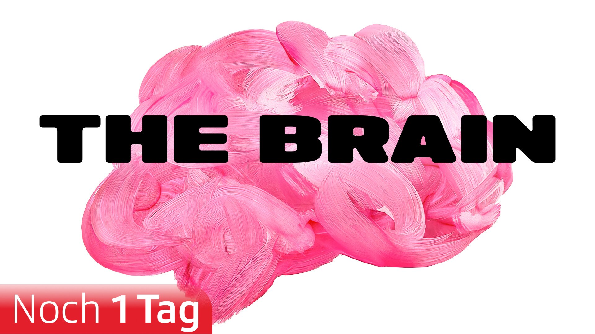 The Brain