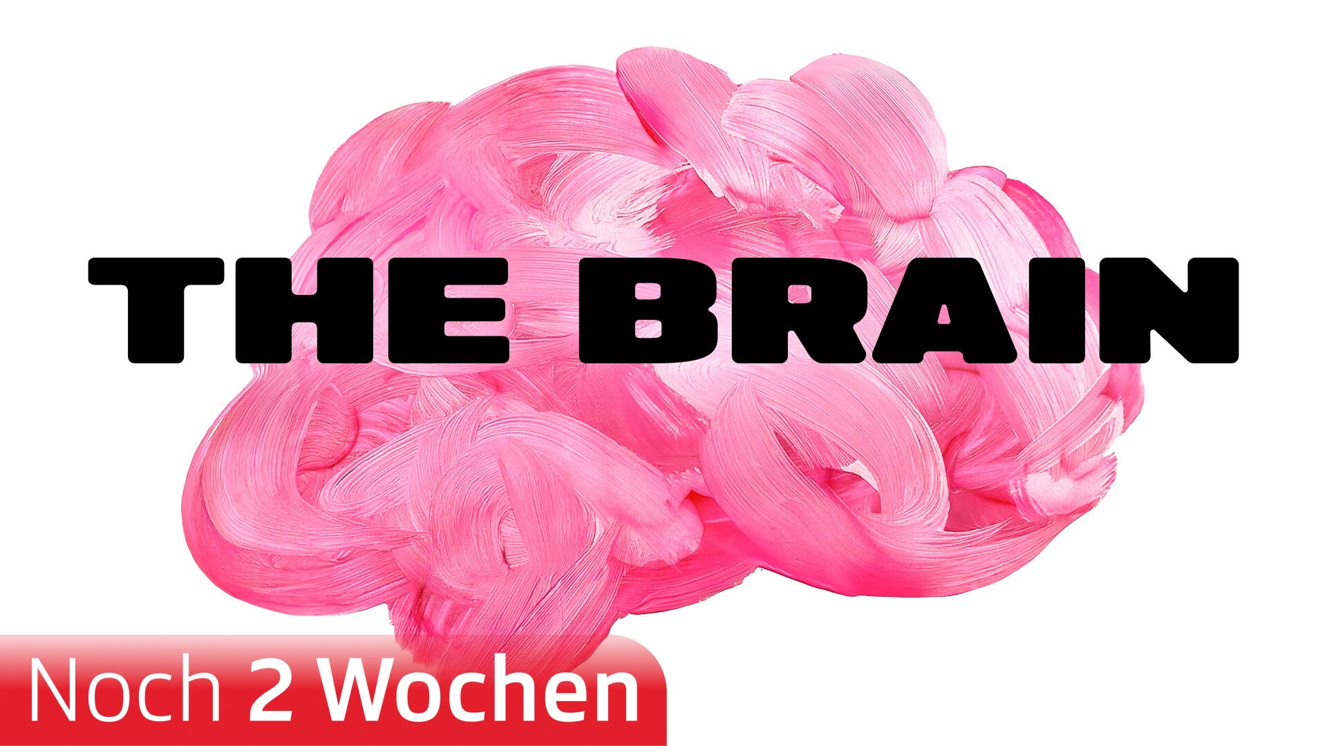 The Brain