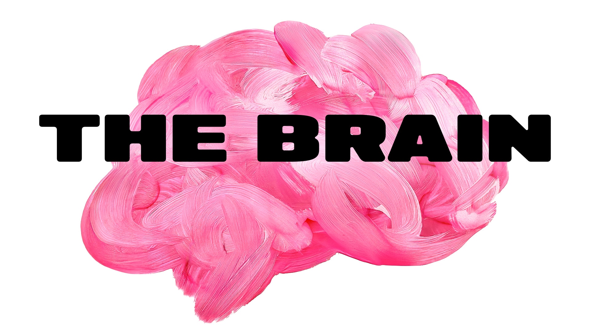 The Brain