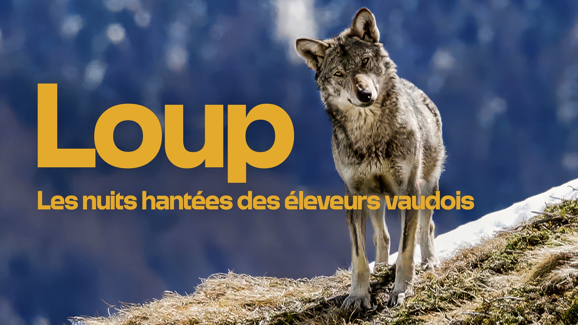 Loup, les nuits hantées des éleveurs vaudois