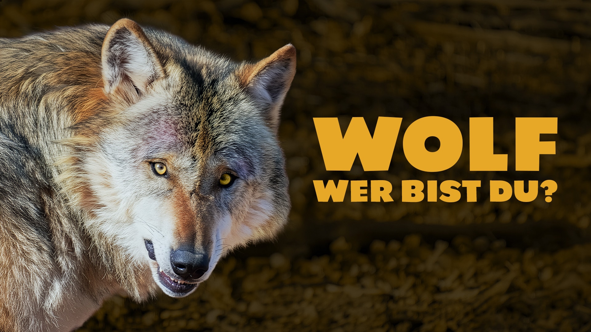 Wolf, wer bist du?
