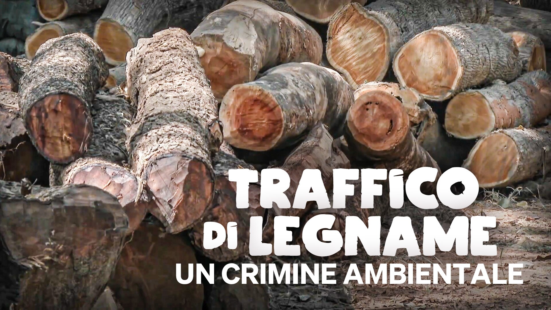 Traffico di legname, un crimine ambientale
