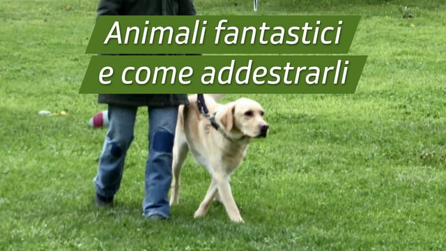 Animali fantastici e come addestrarli