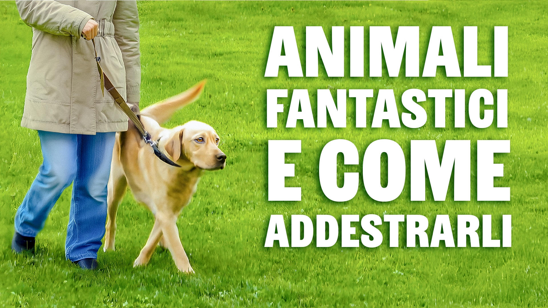 Animali fantastici e come addestrarli