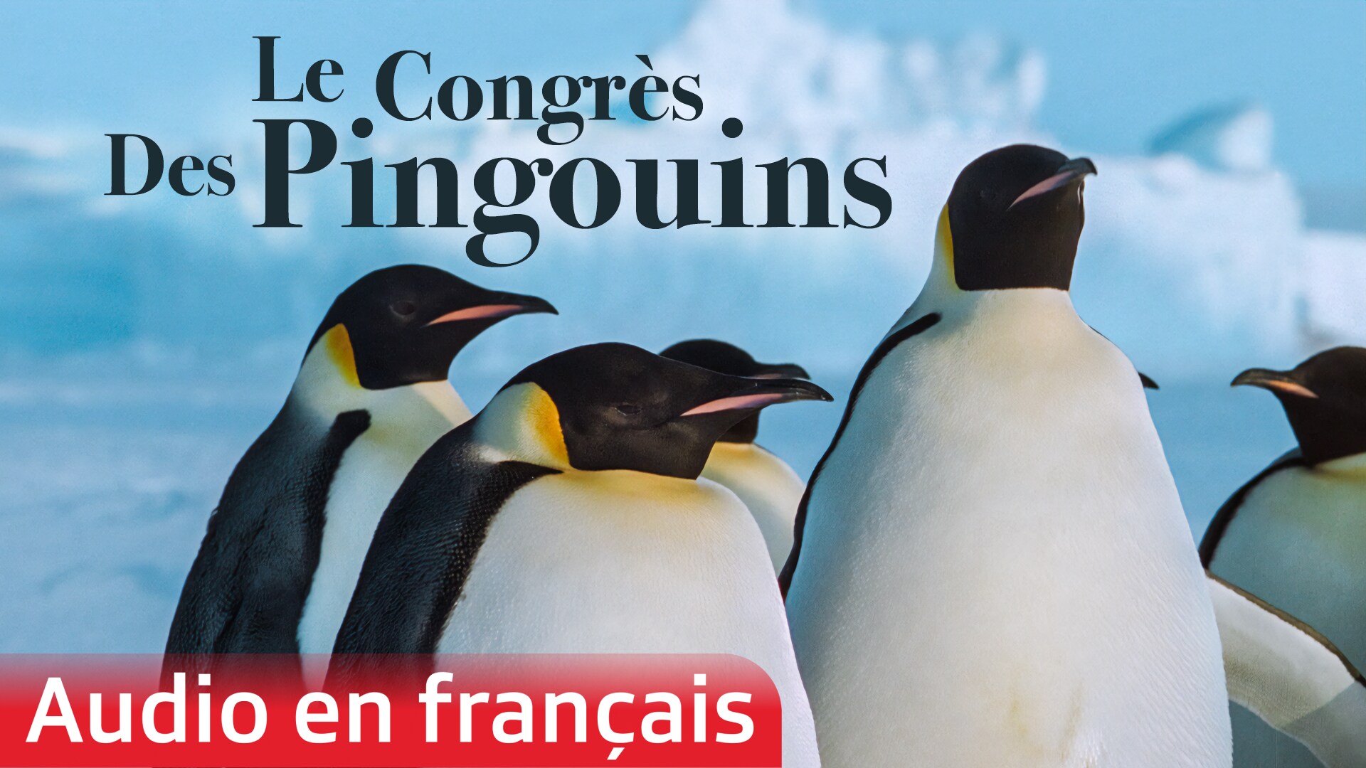 Le congrès des pingouins