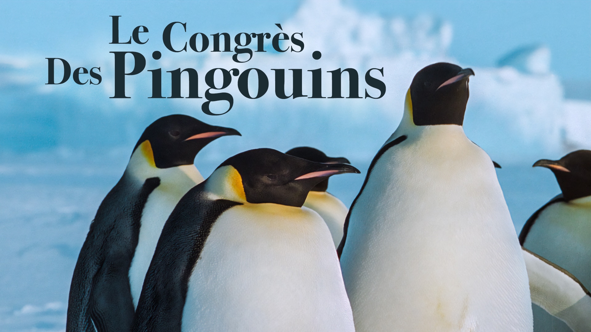 Le congrès des pingouins