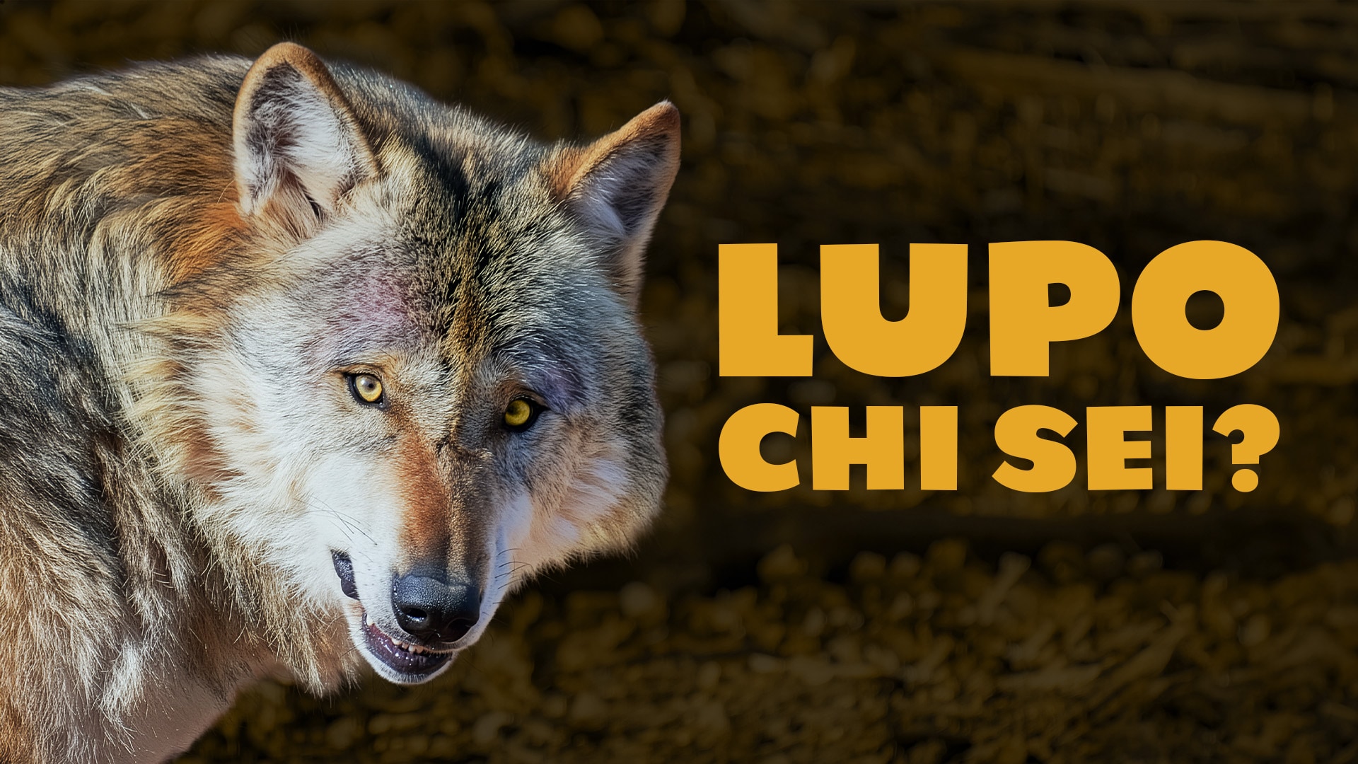 Lupo, chi sei?