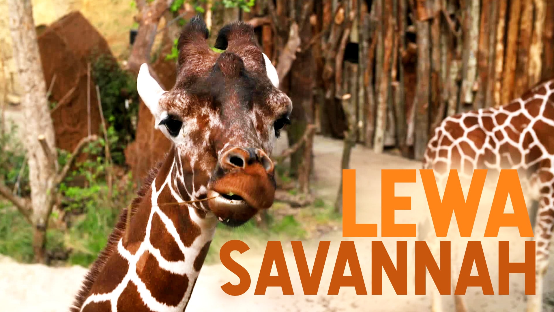 Lewa Savannah