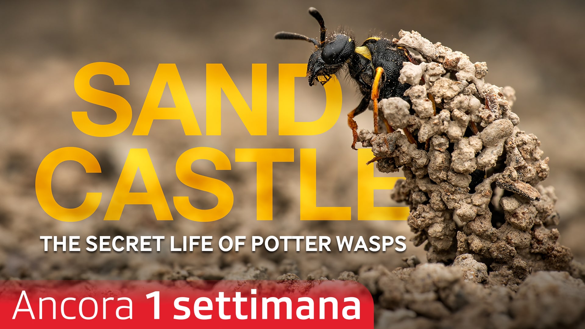 Sandcastle - The Secret Life Of Potter Wasps