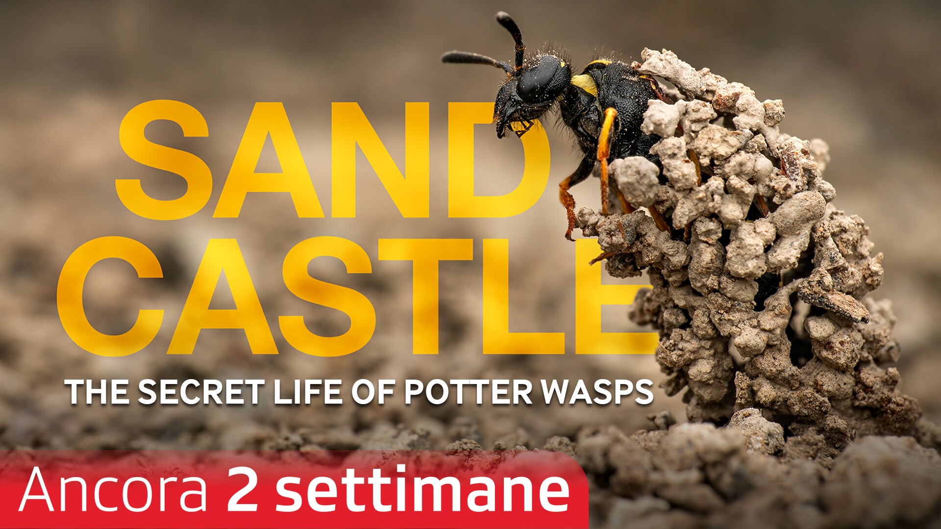 Sandcastle - The Secret Life Of Potter Wasps