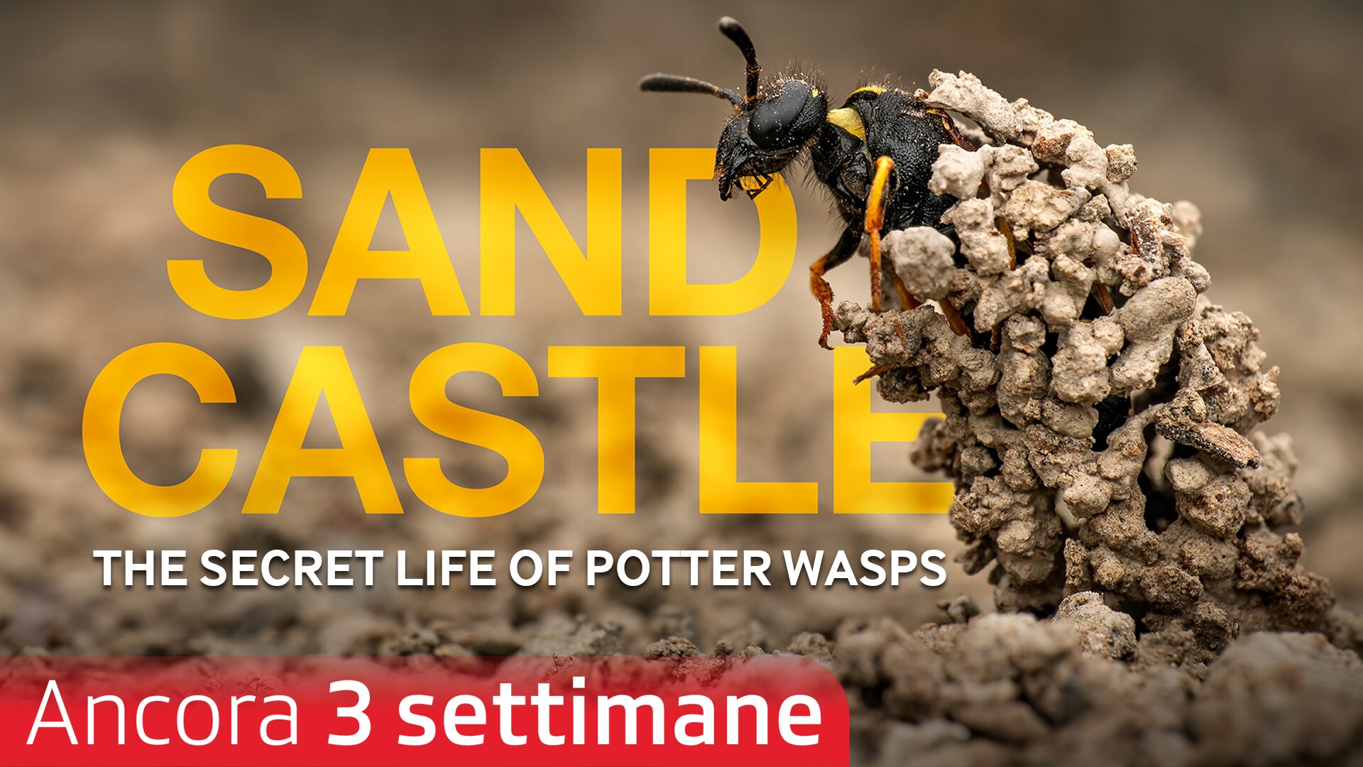Sandcastle - The Secret Life Of Potter Wasps