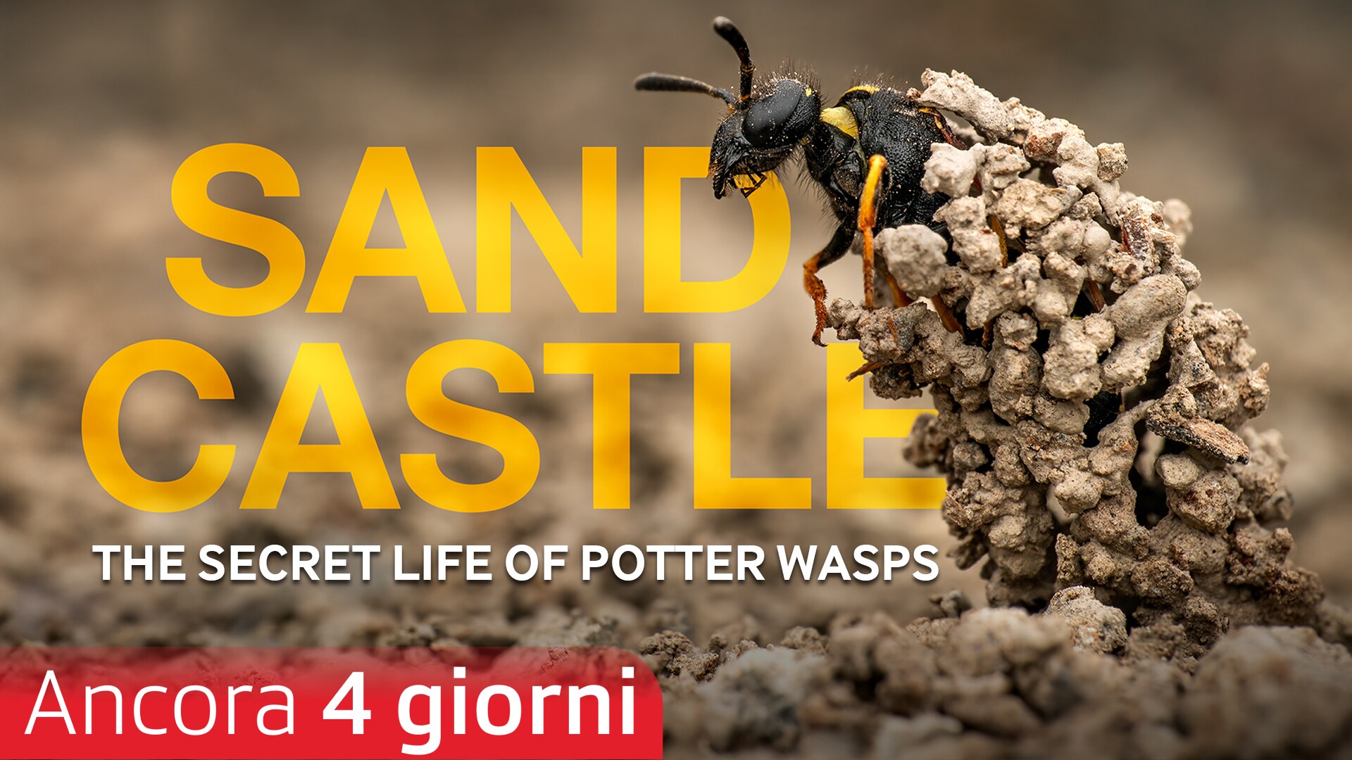 Sandcastle - The Secret Life Of Potter Wasps