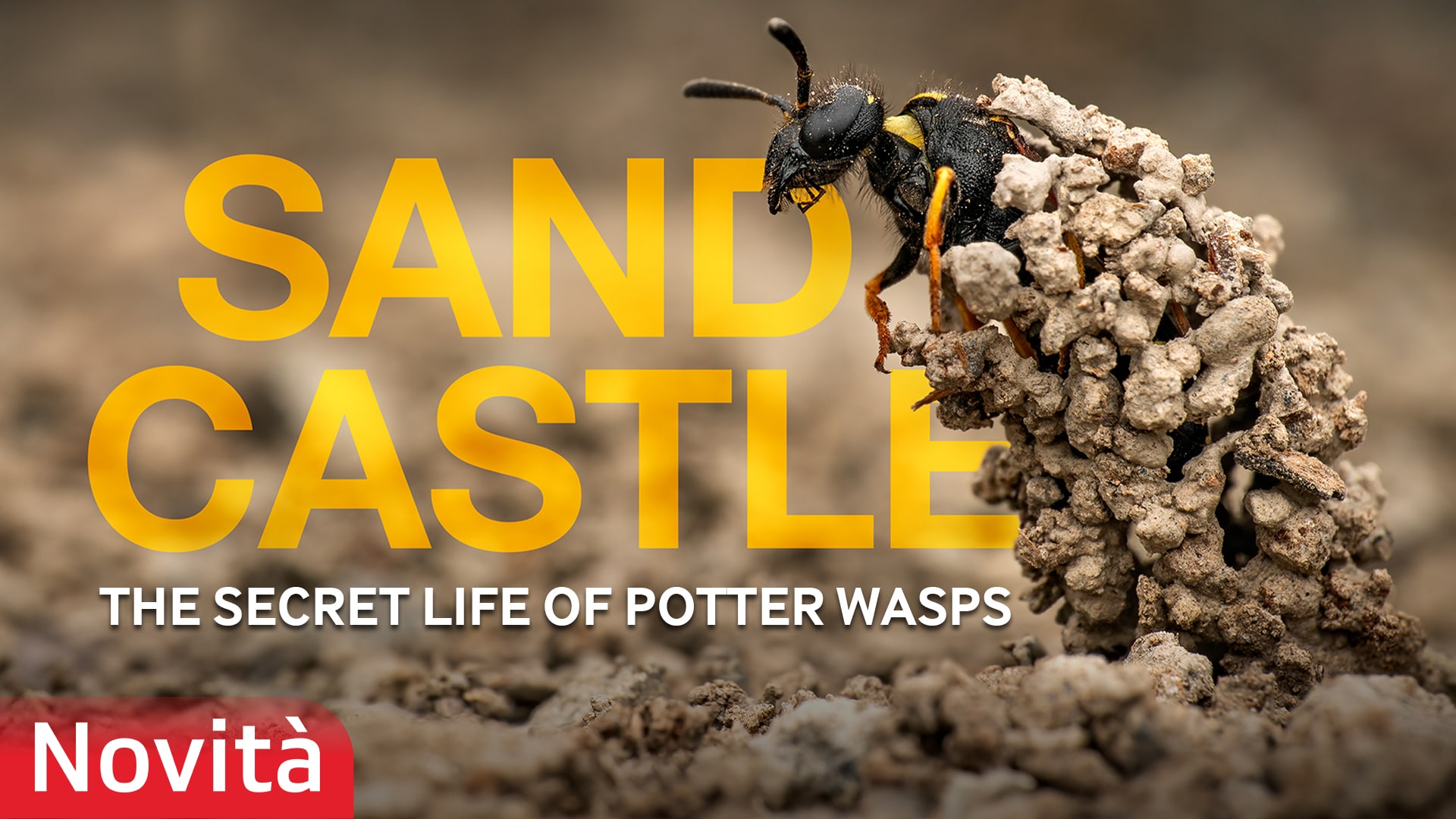 Sandcastle - The Secret Life Of Potter Wasps