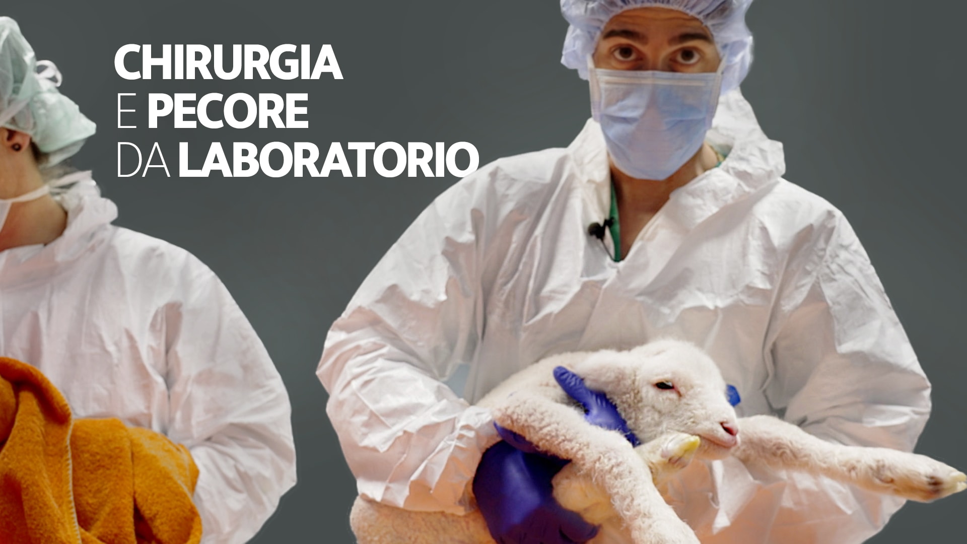 Chirurgia e pecore da laboratorio
