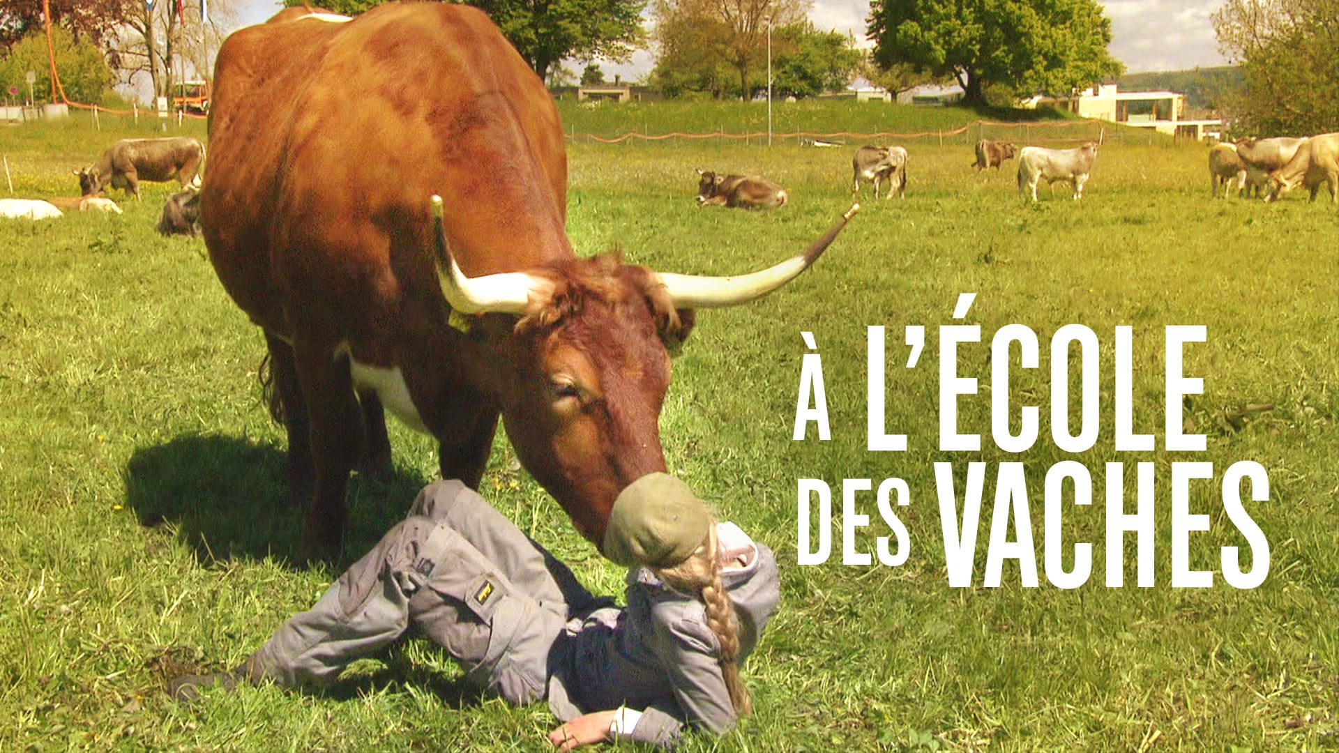 A l'école des vaches