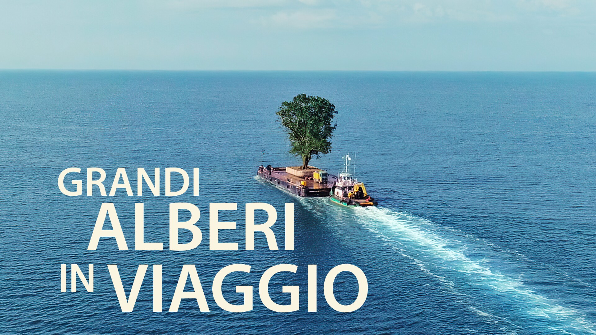 Grandi alberi in viaggio