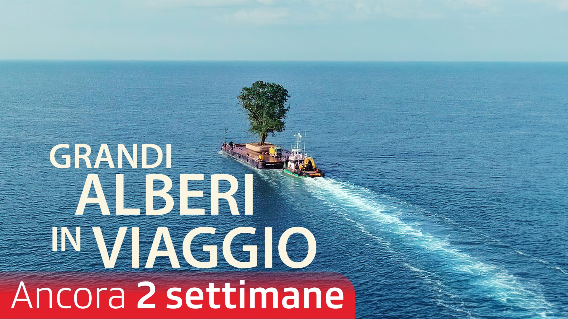 Grandi alberi in viaggio