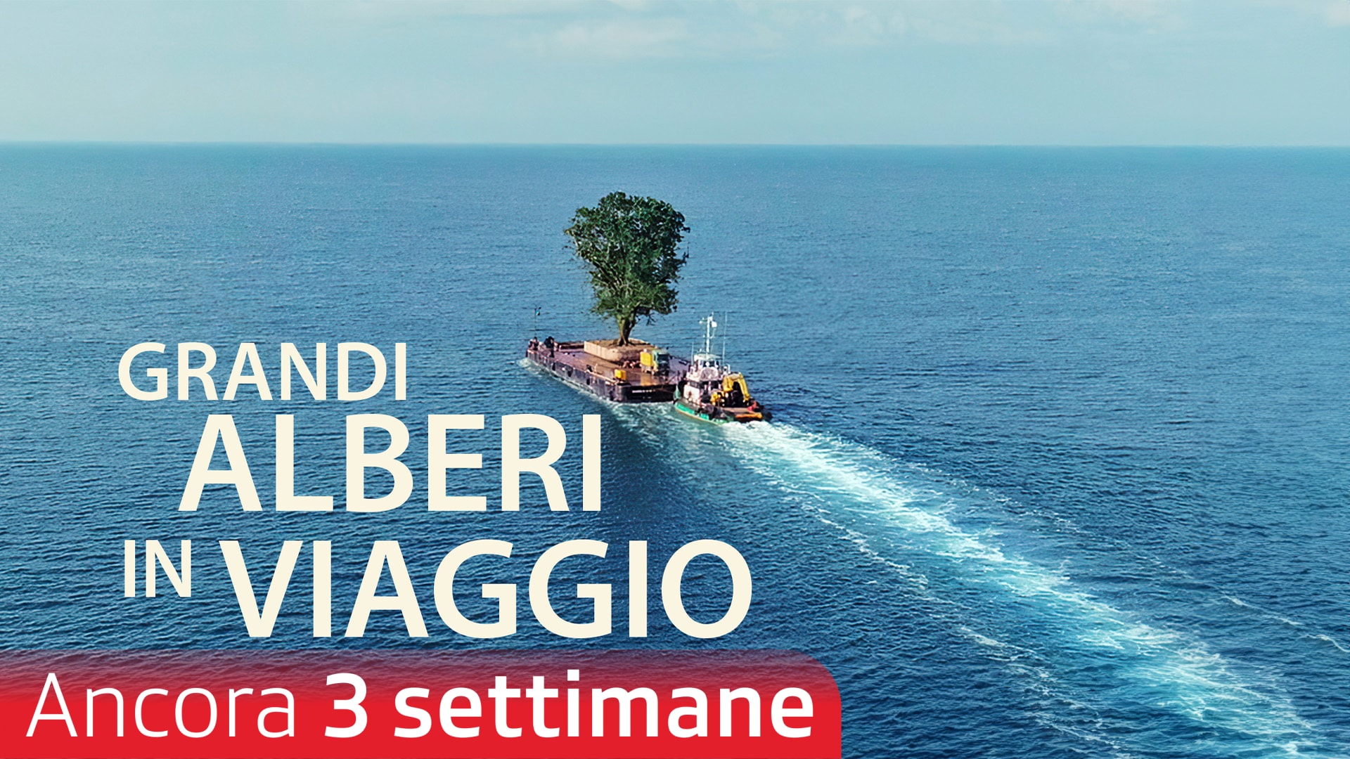 Grandi alberi in viaggio