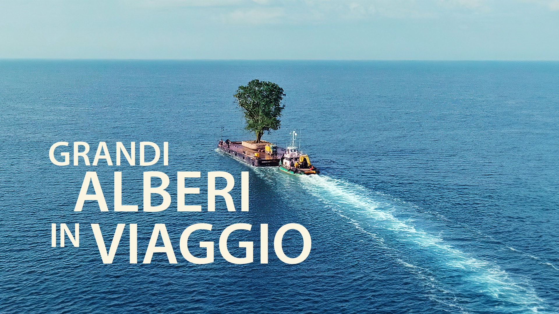 Grandi alberi in viaggio