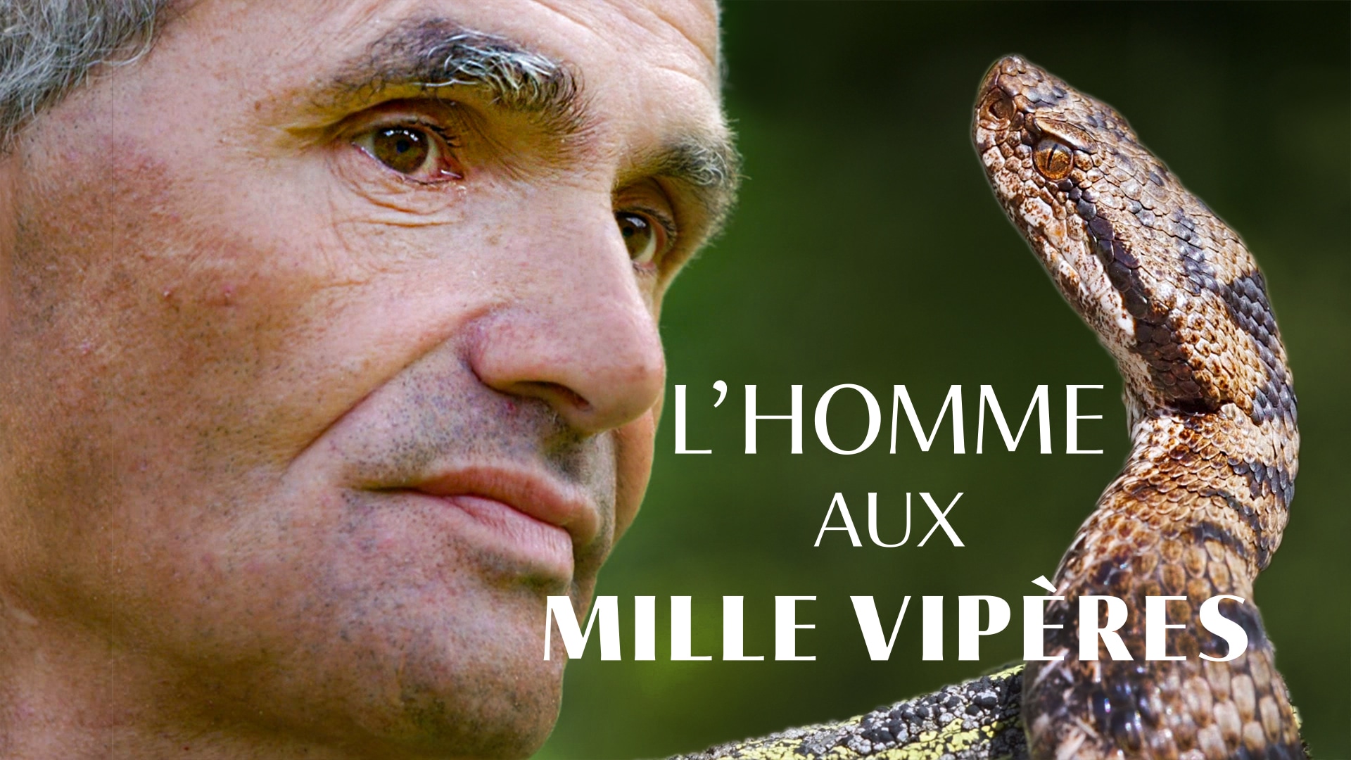 L'homme aux mille vipères