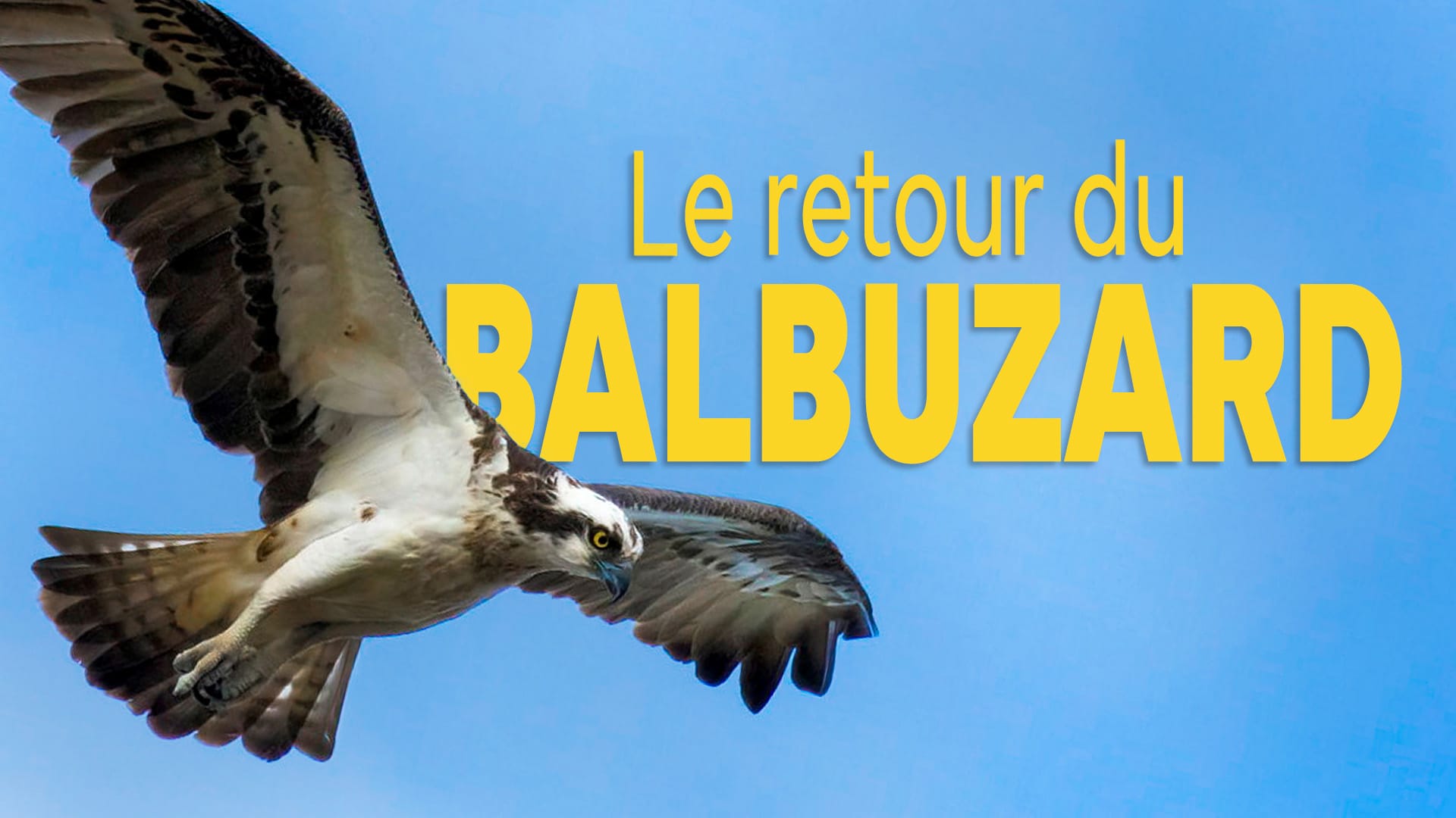 Le retour du Balbuzard
