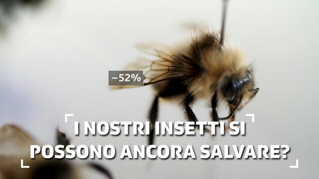 I nostri insetti si possono ancora salvare?