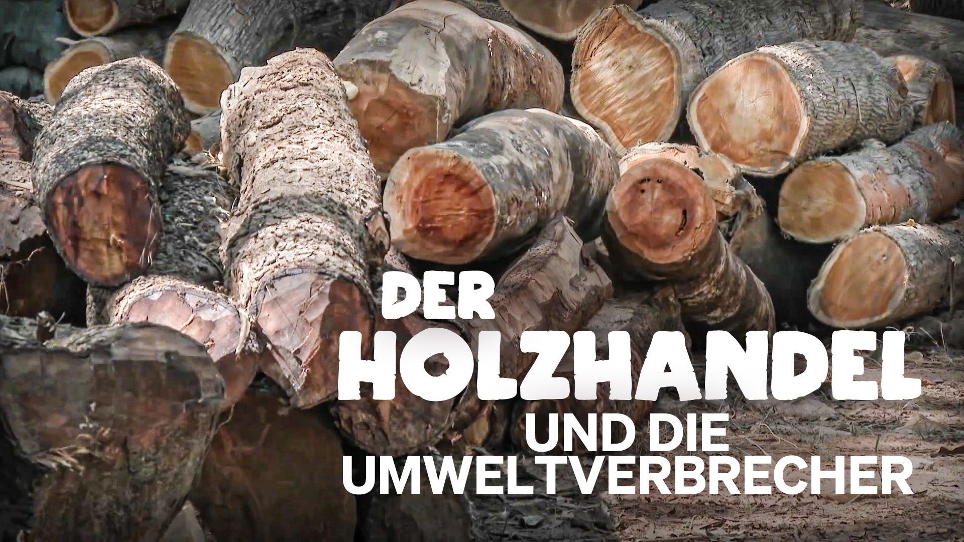 Holzhandel – ein Umweltverbrechen