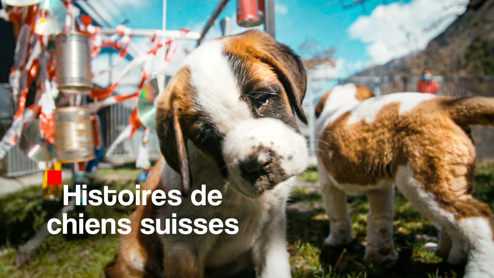 Histoires de chiens suisses