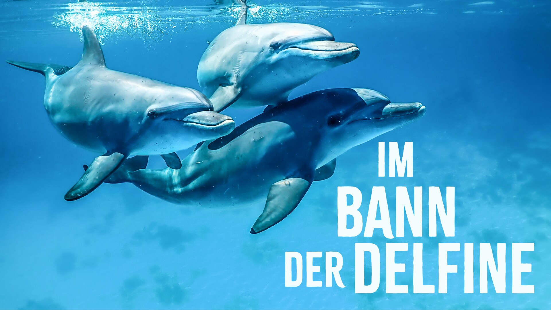 Im Bann der Delfine