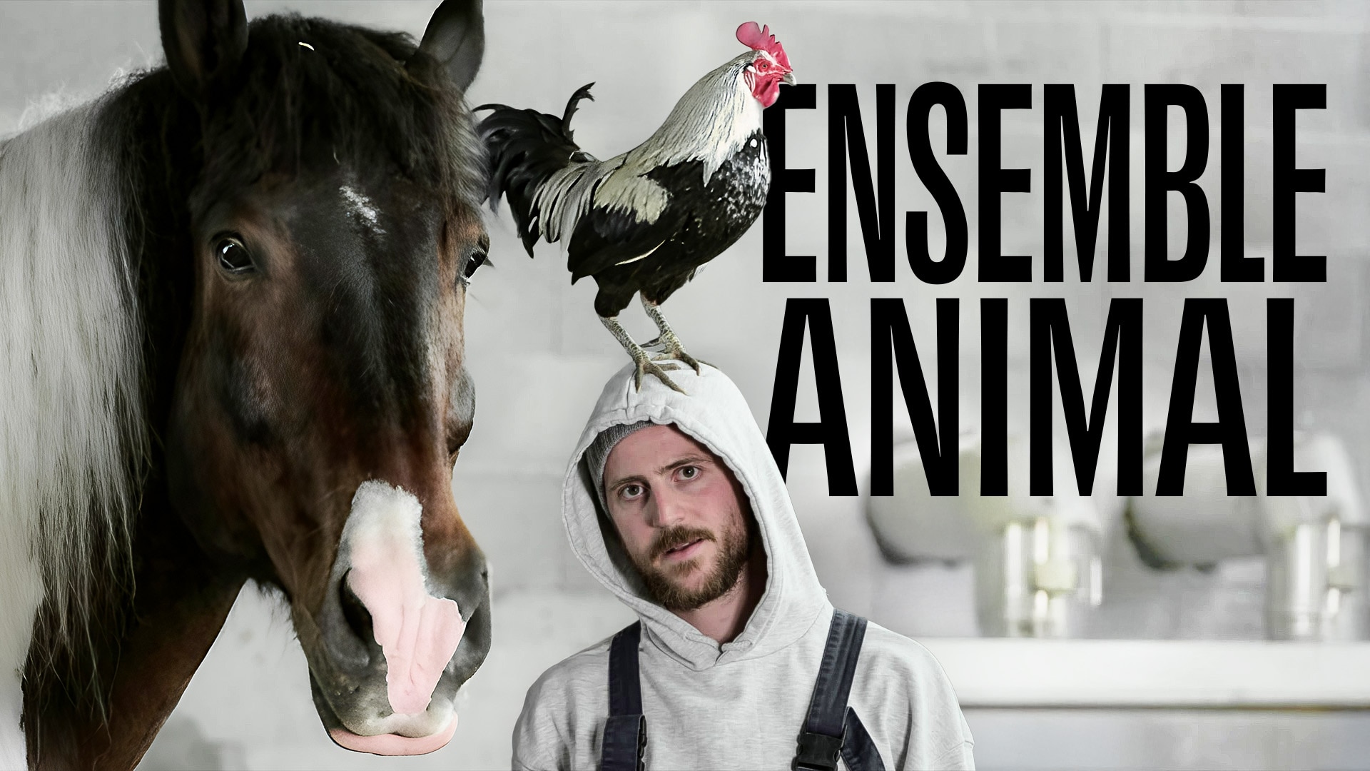 Ensemble animal