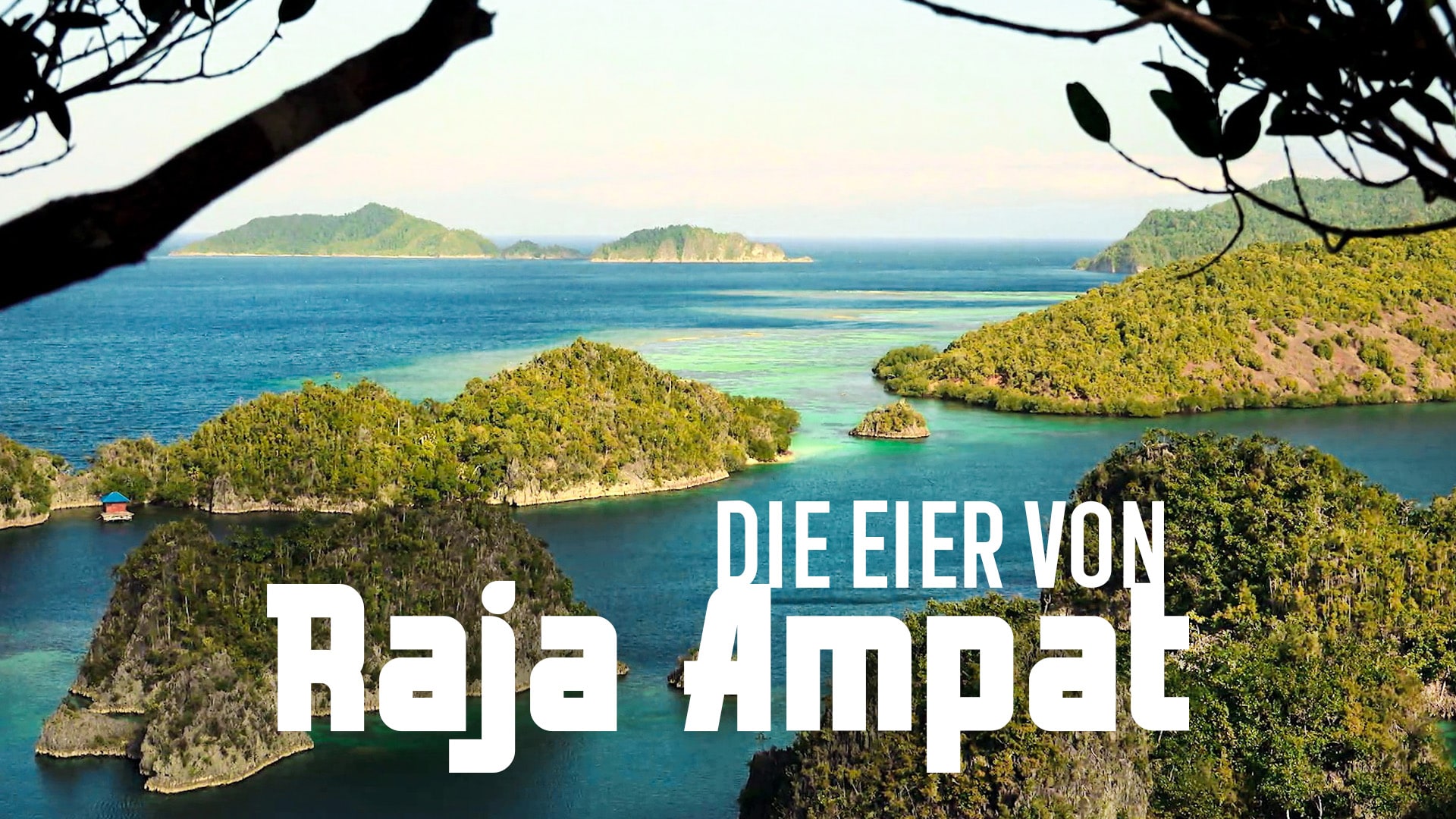 Die Eier von Raja Ampat