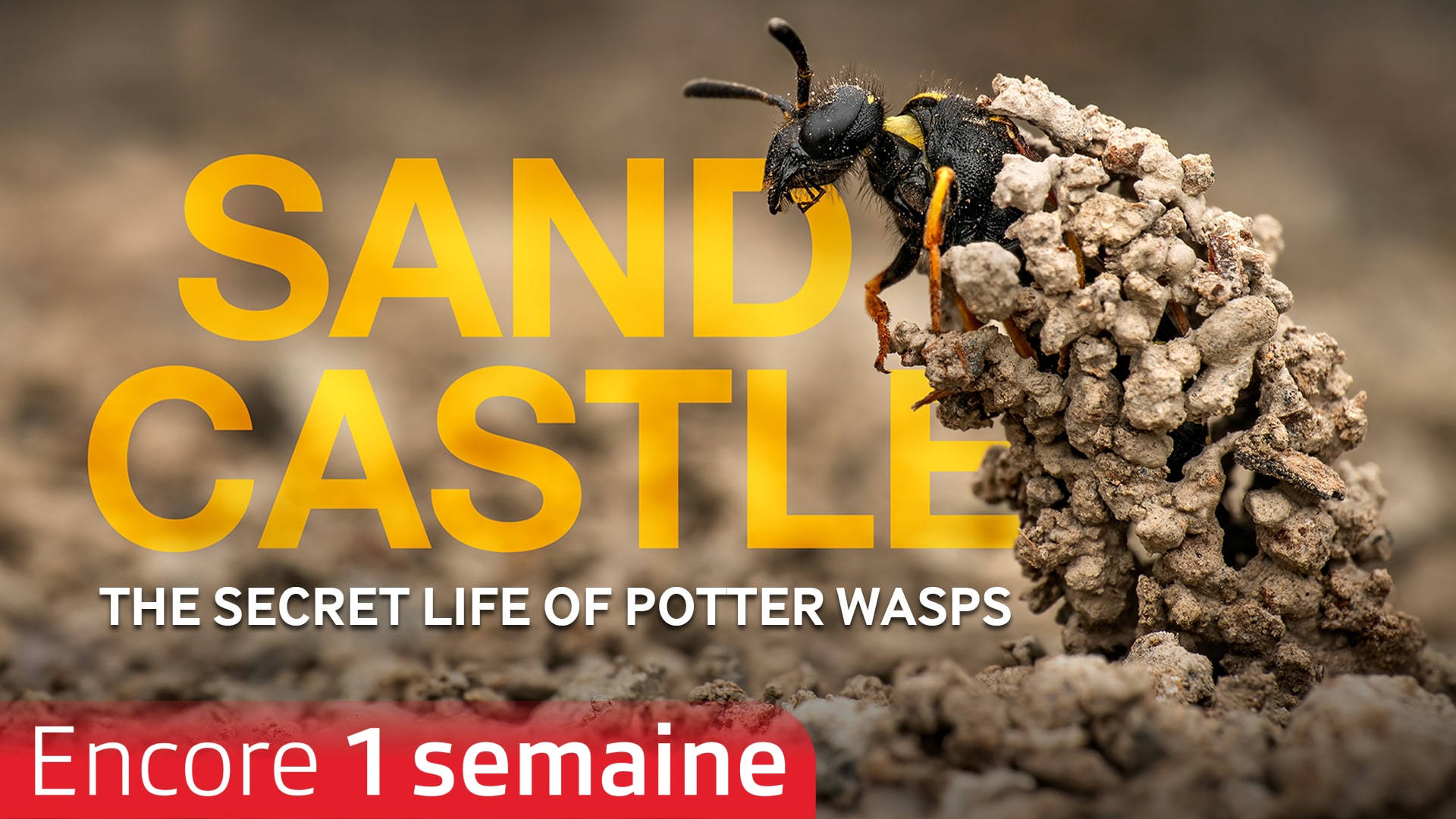 Sandcastle, la vie secrète de guêpes maçonnes