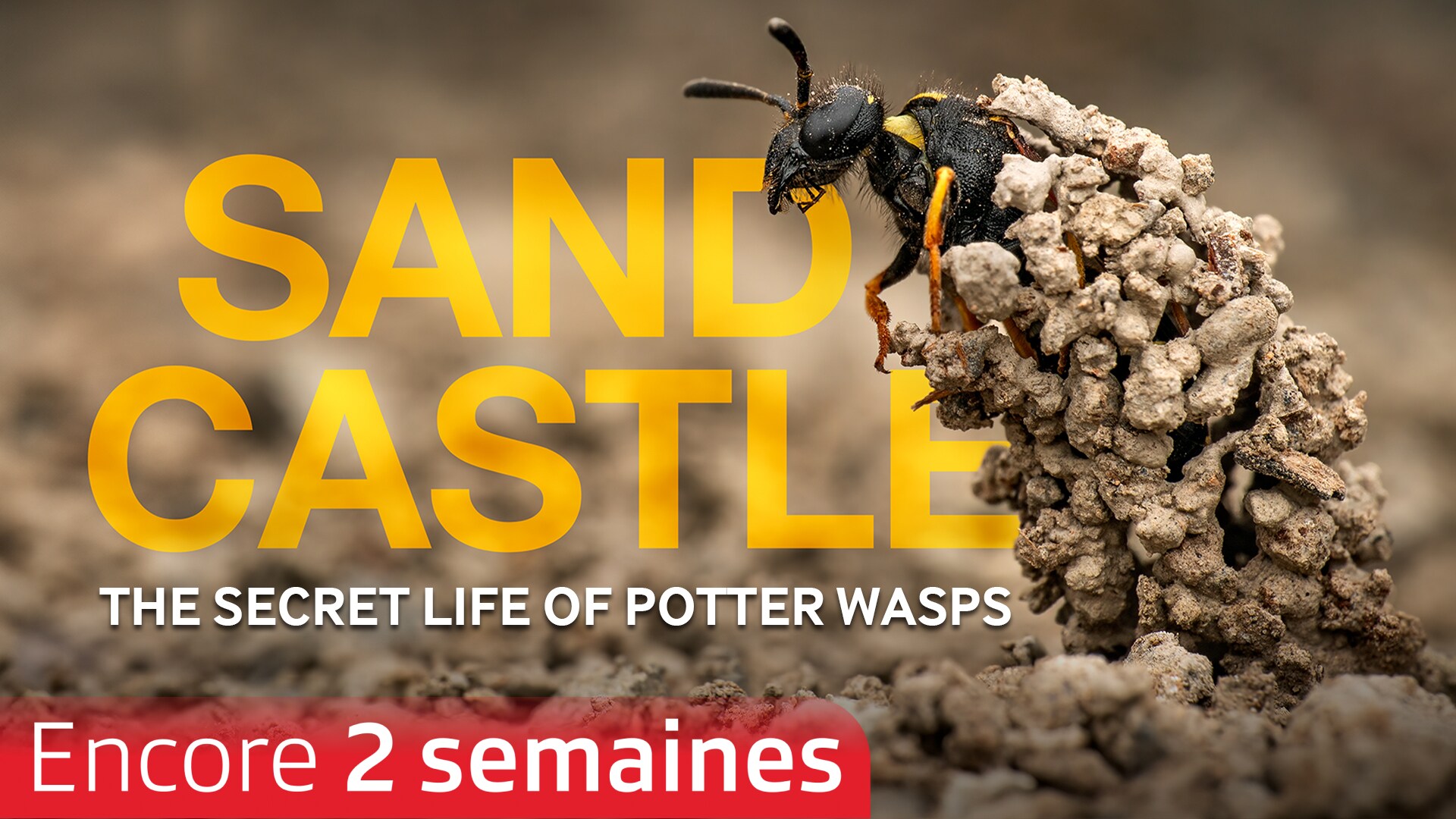 Sandcastle, la vie secrète de guêpes maçonnes