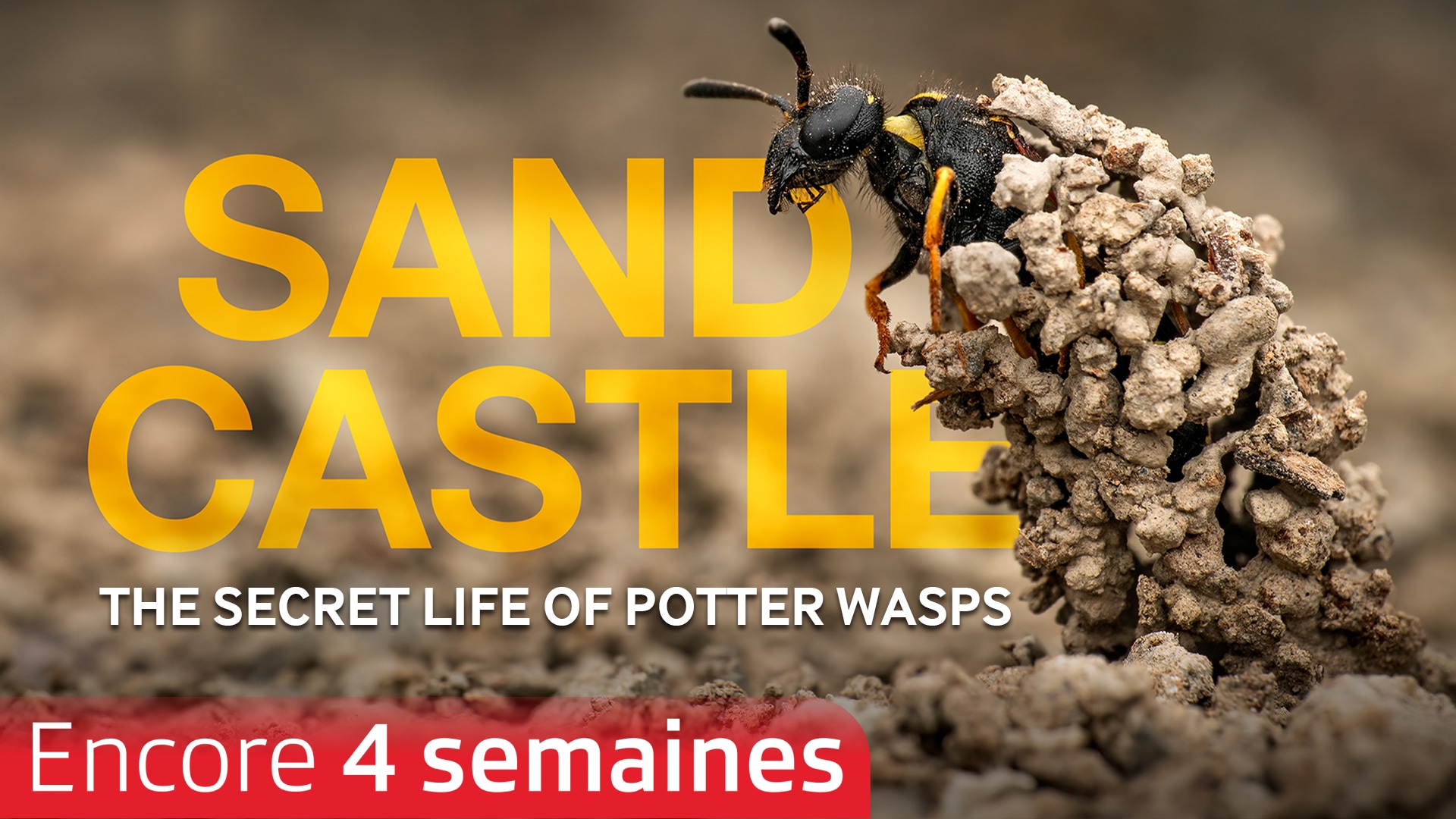 Sandcastle, la vie secrète de guêpes maçonnes