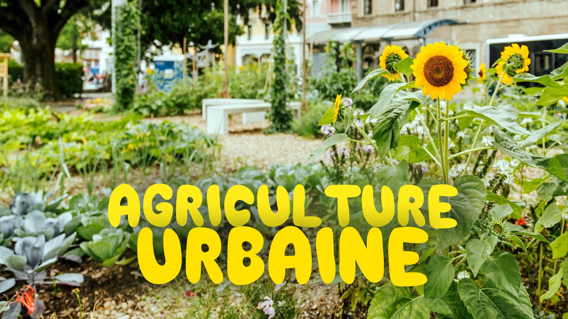 Agriculture urbaine