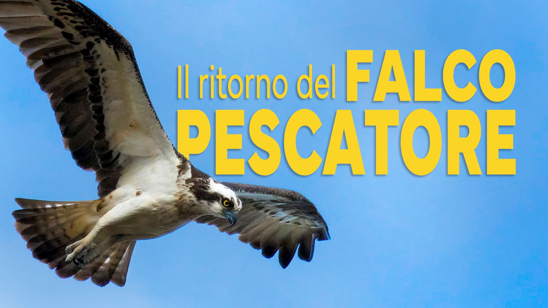 Il ritorno del falco pescatore