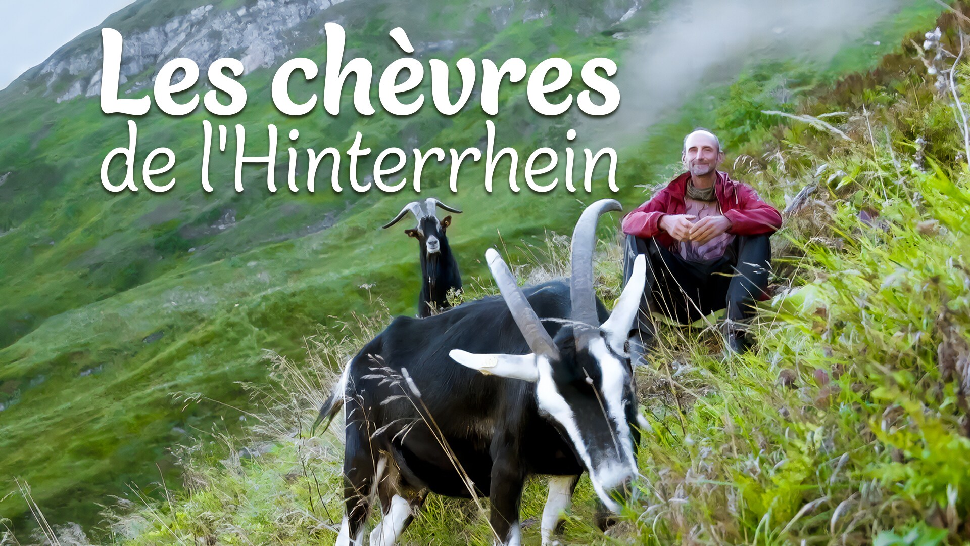 Les chèvres de l'Hinterrhein