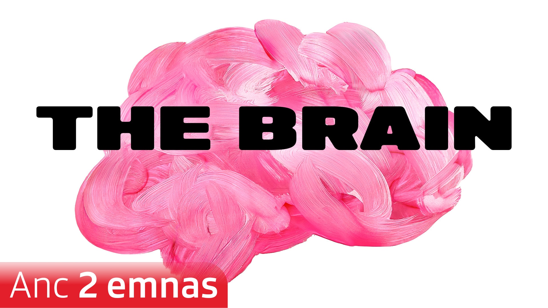 The Brain