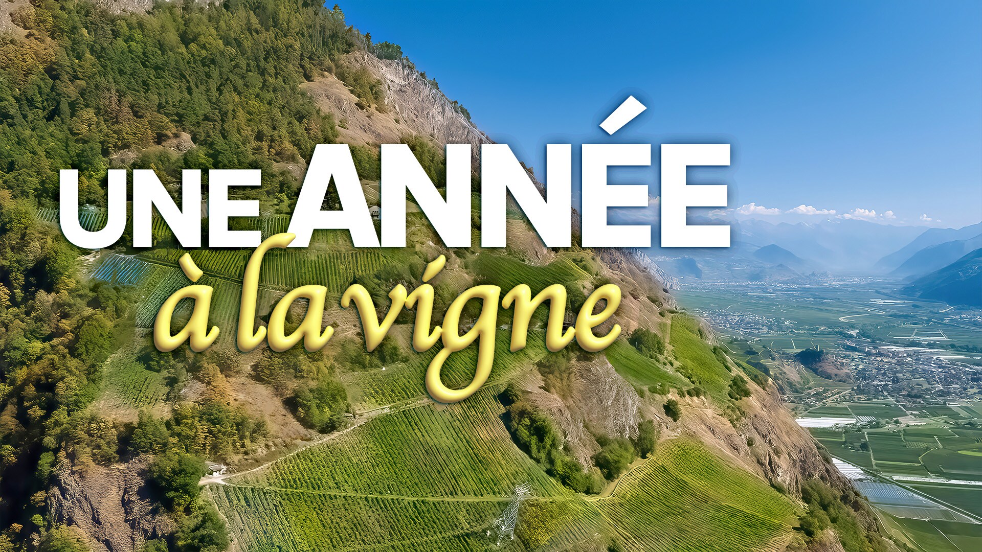 Une année à la vigne