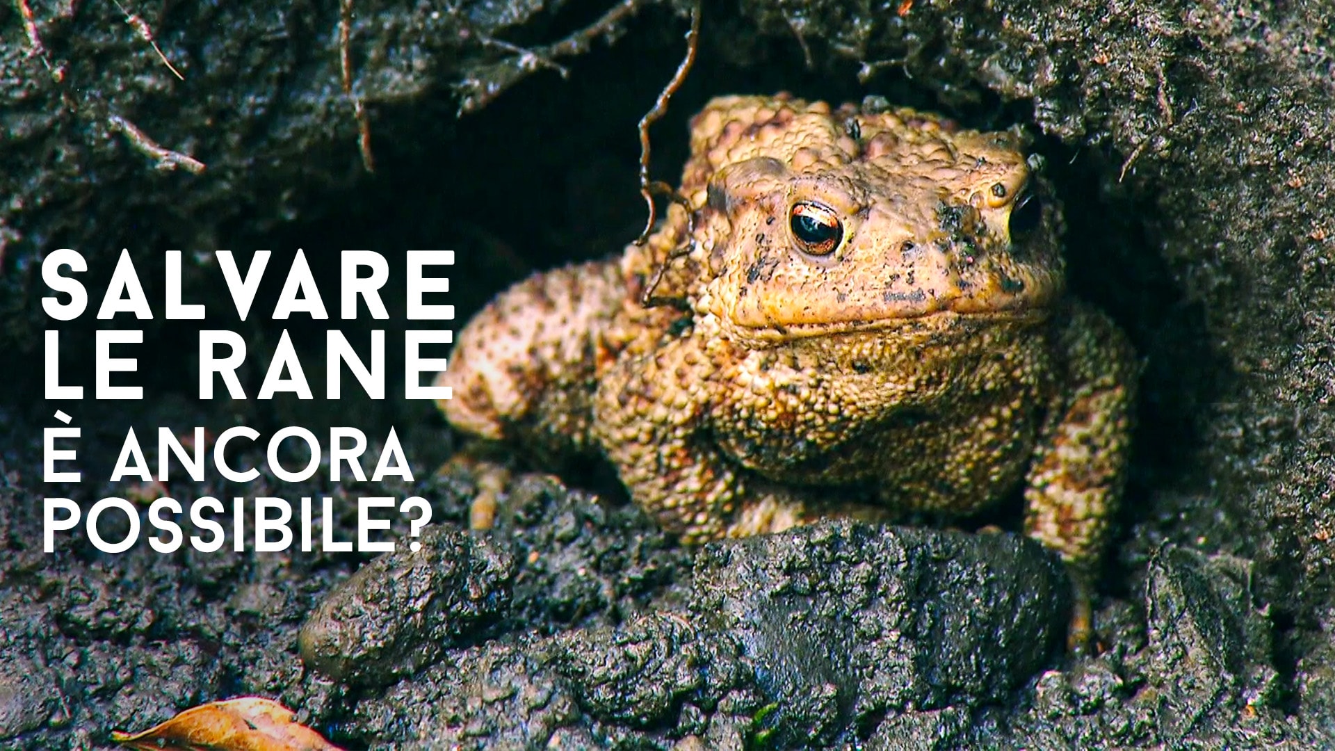 Salvare le rane è ancora possibile?