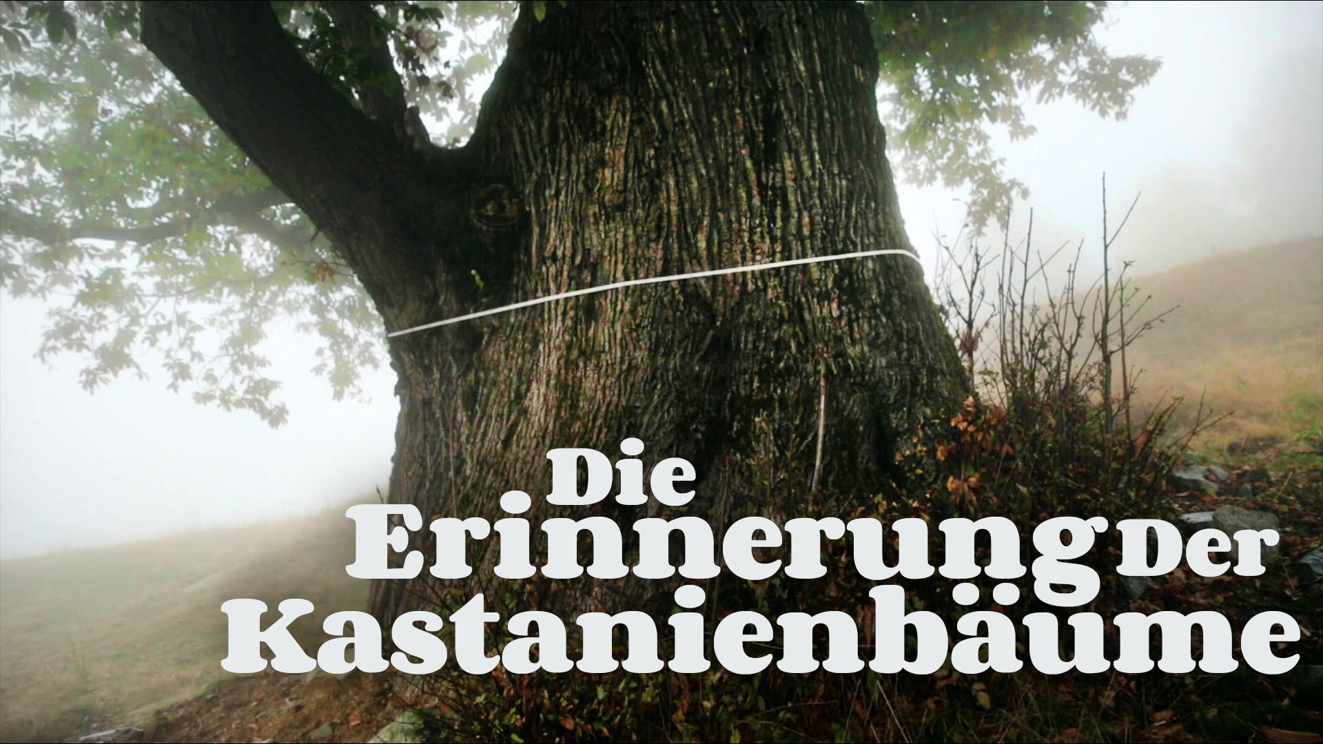 Die Erinnerung der Kastanienbäume