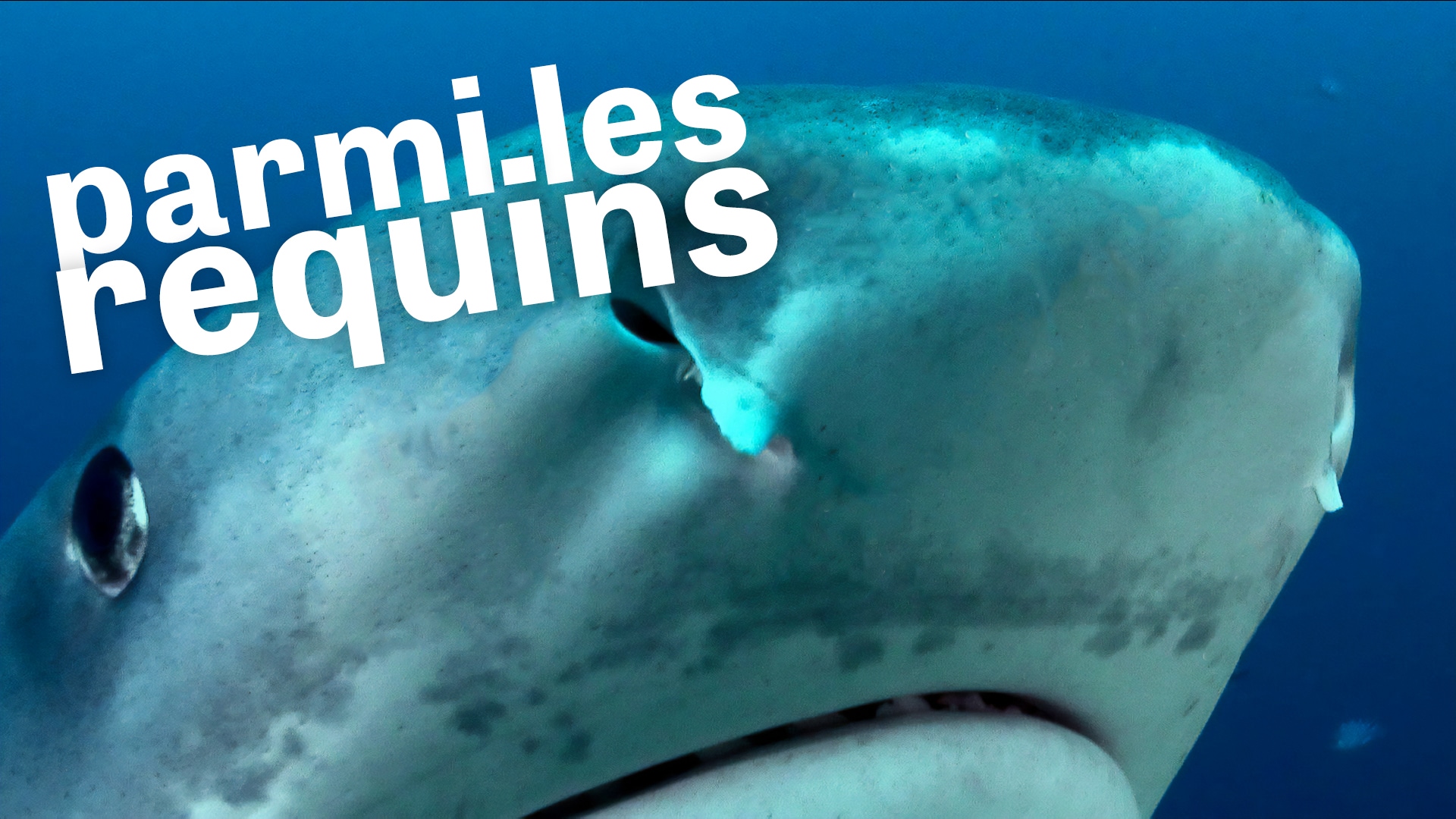 Parmi les requins