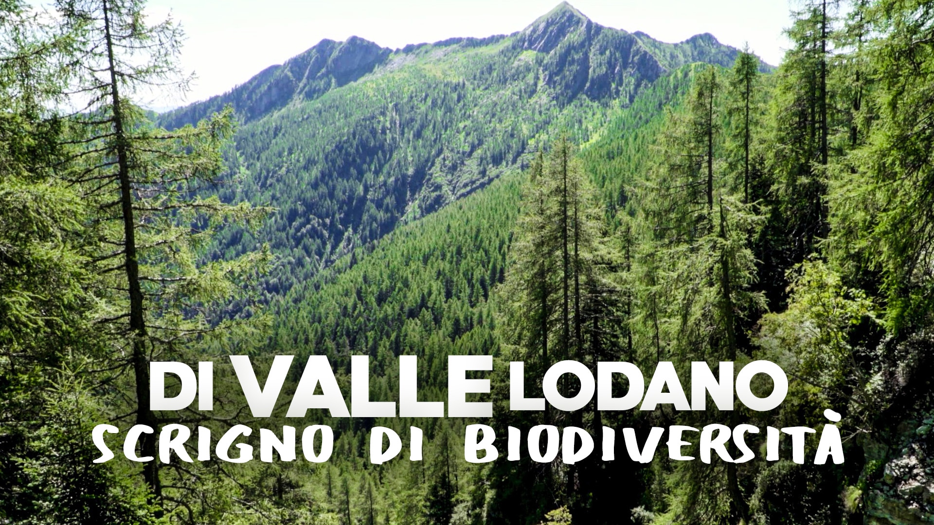 Valle di Lodano, scrigno di biodiversità