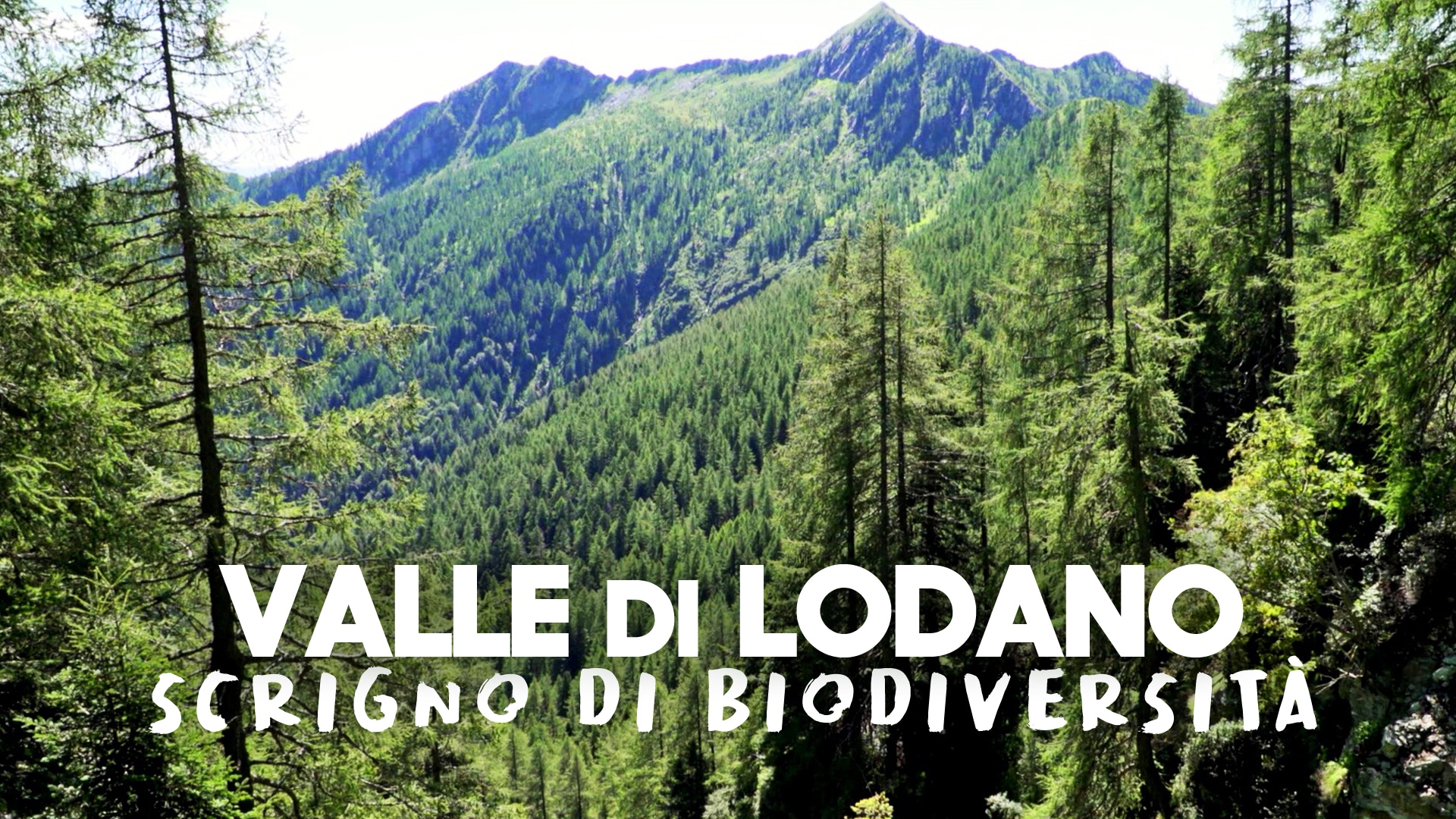 Valle di Lodano, scrigno di biodiversità