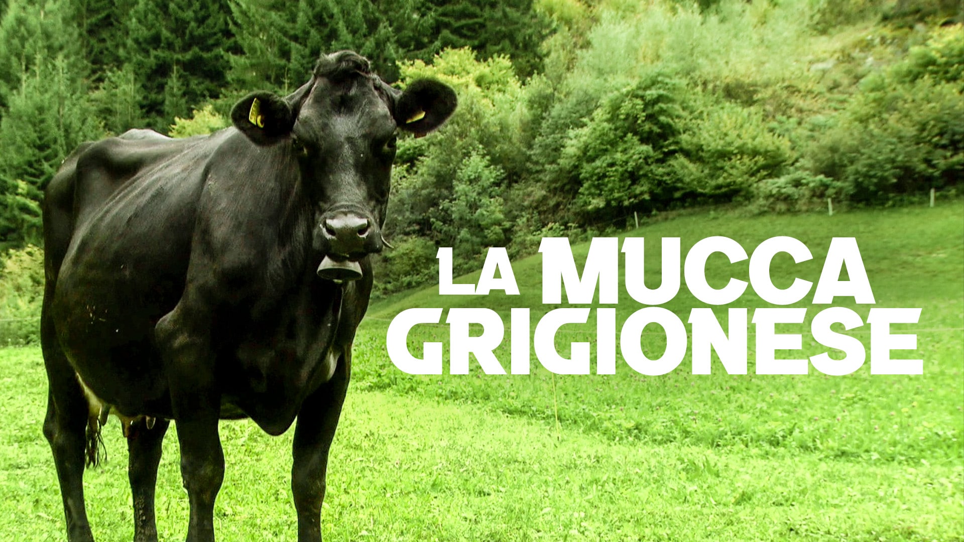 La mucca grigionese