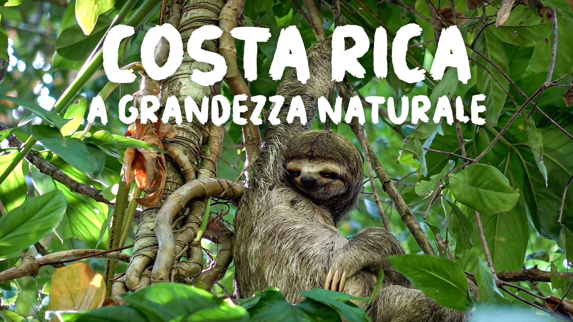 Costa Rica a grandezza naturale
